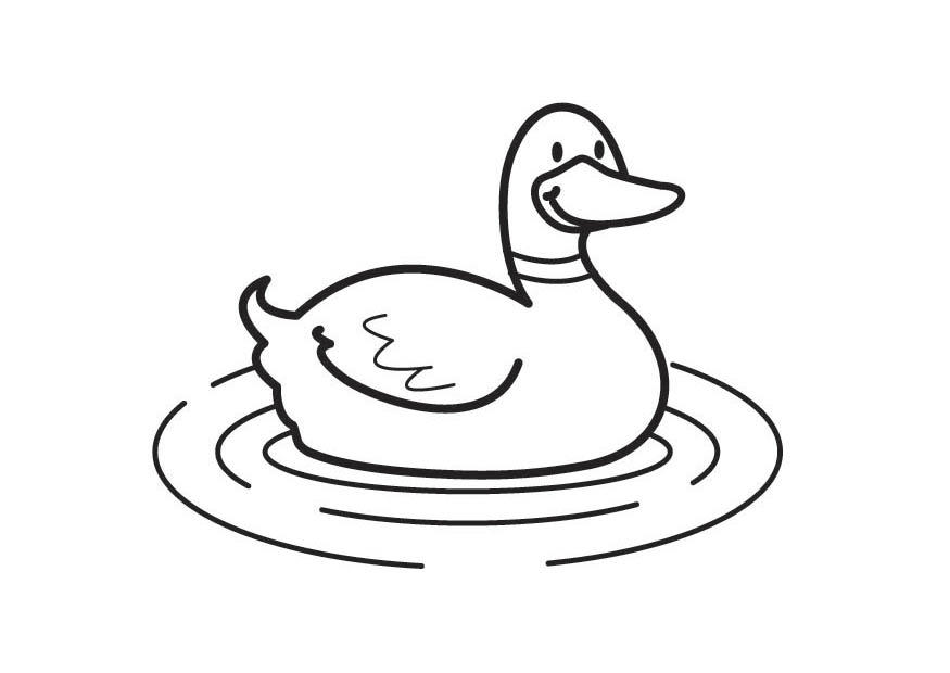 pato Dibujo para colorear pato