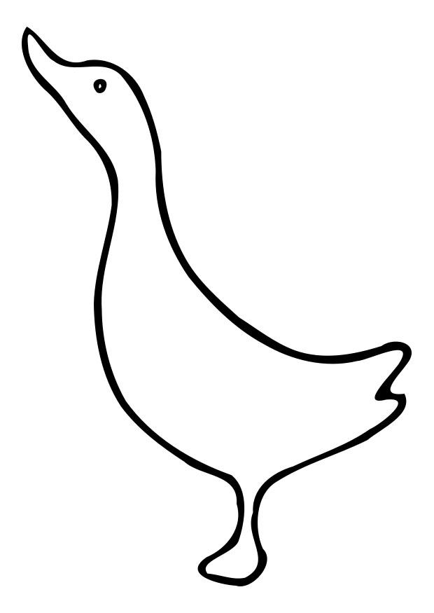 pato Dibujo para colorear pato
