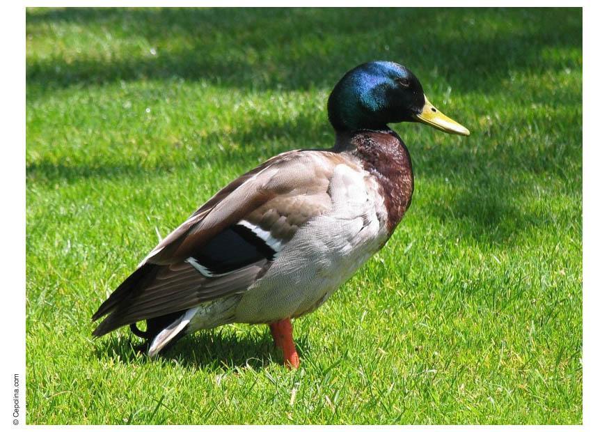 pato Foto pato