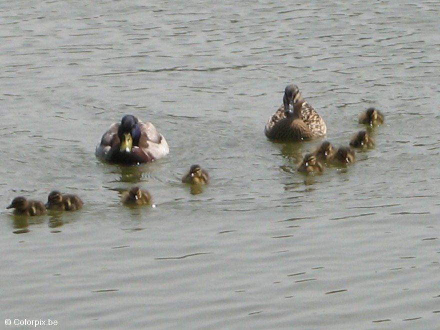 patos con polluelos Foto patos con polluelos