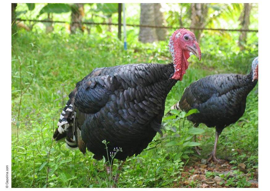 Foto pavo