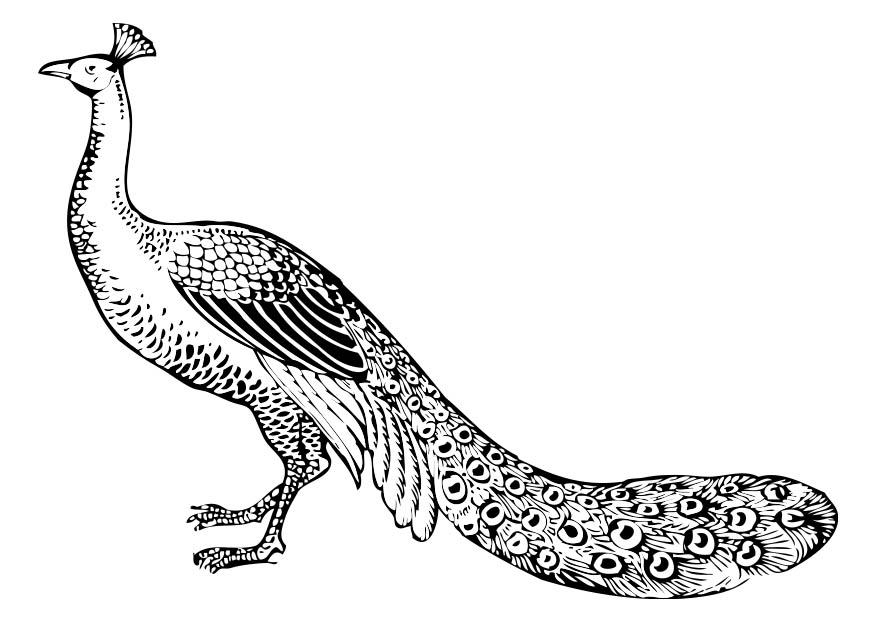 pavo real Dibujo para colorear pavo real