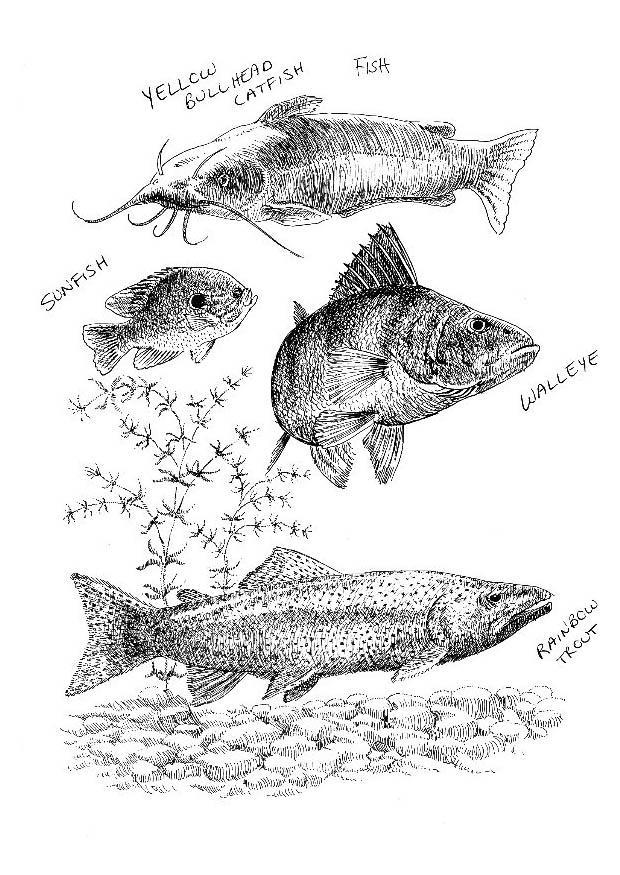 peces Dibujo para colorear peces