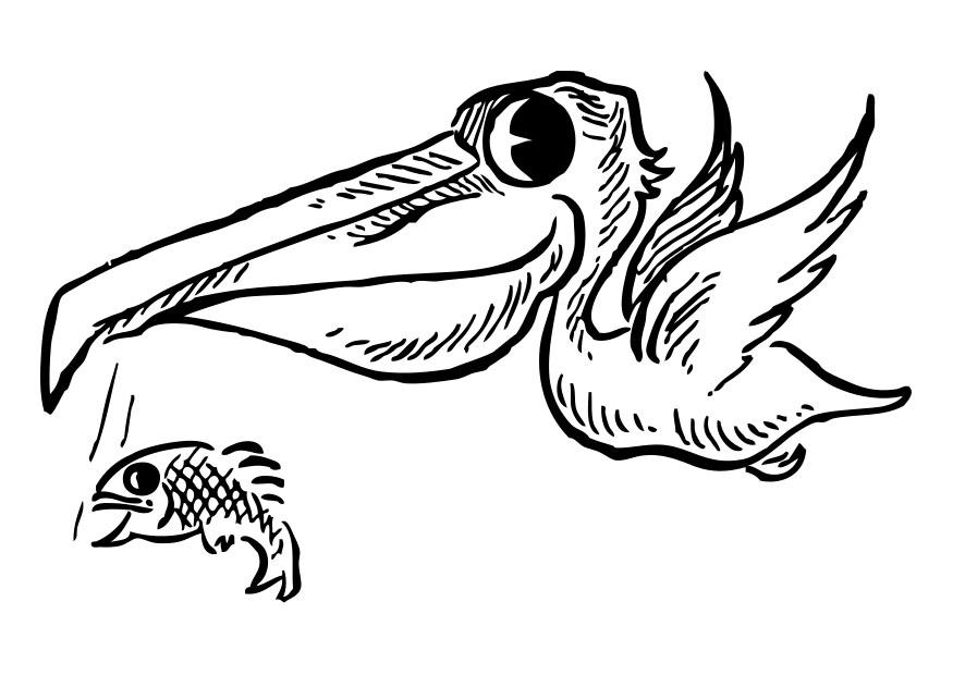 pelAcano con pez Dibujo para colorear pelAcano con pez