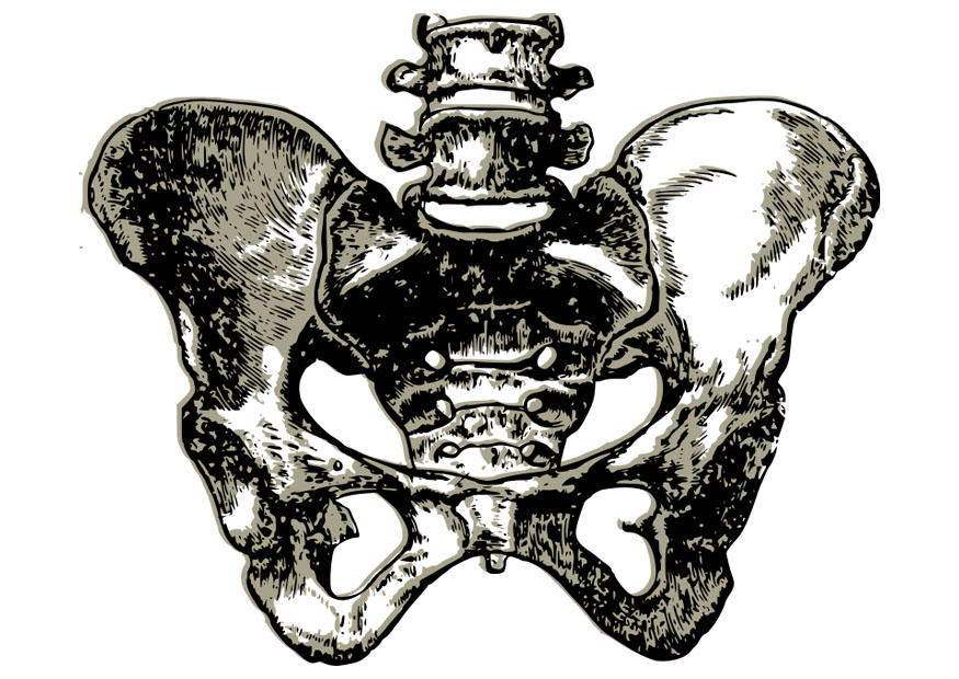 pelvis Dibujo para colorear pelvis