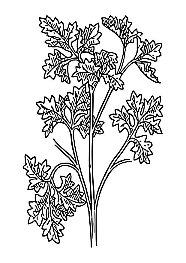 perejil Dibujo para colorear perejil