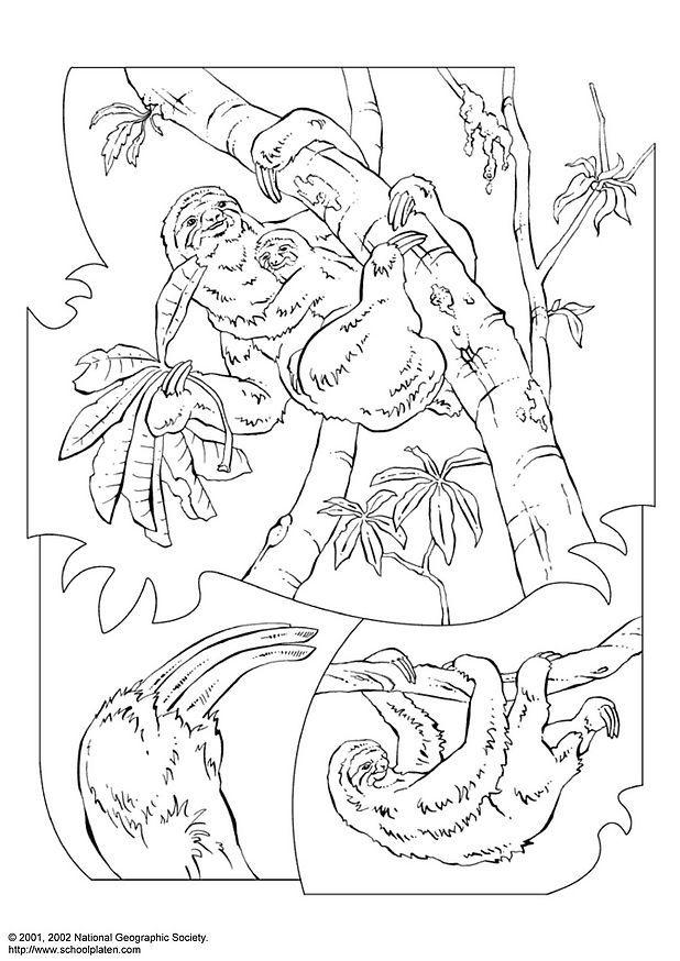 perezoso Dibujo para colorear perezoso