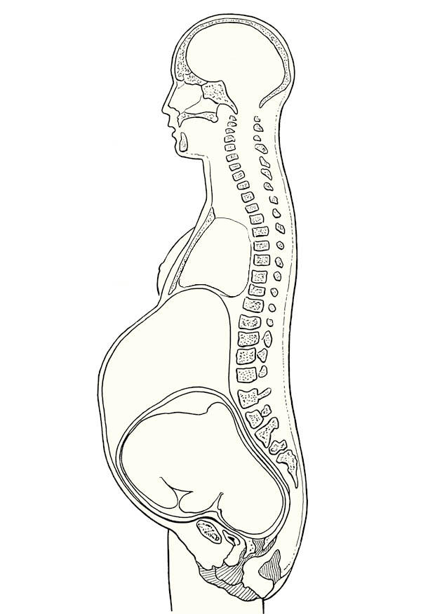 perfil de embarazo Dibujo para colorear perfil de embarazo