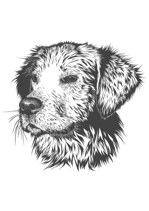 perro Dibujo para colorear perro