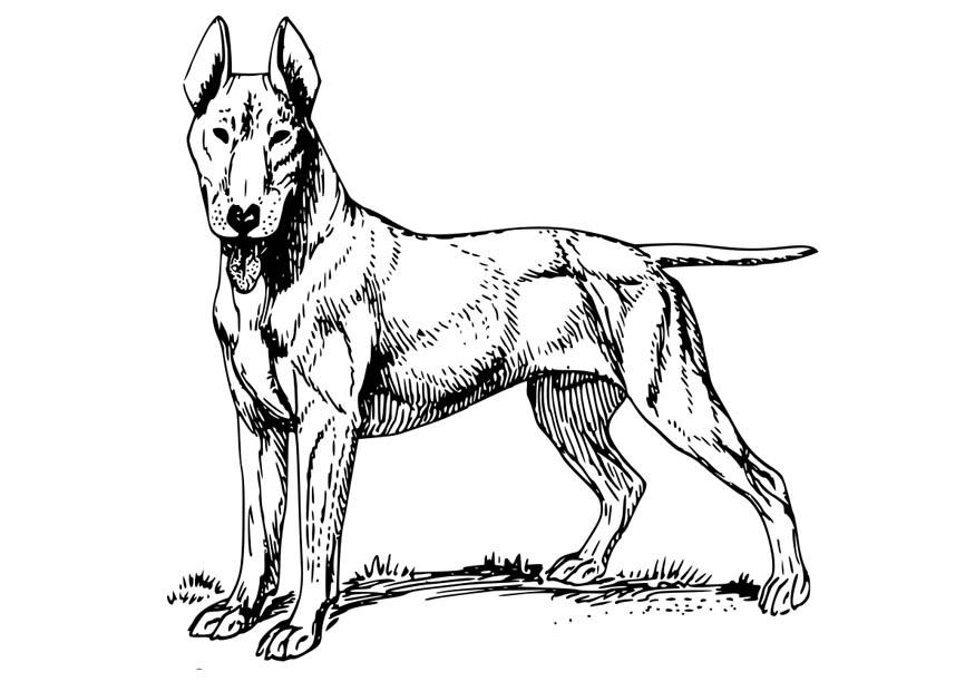 perro - bull terrier Dibujo para colorear perro - bull terrier