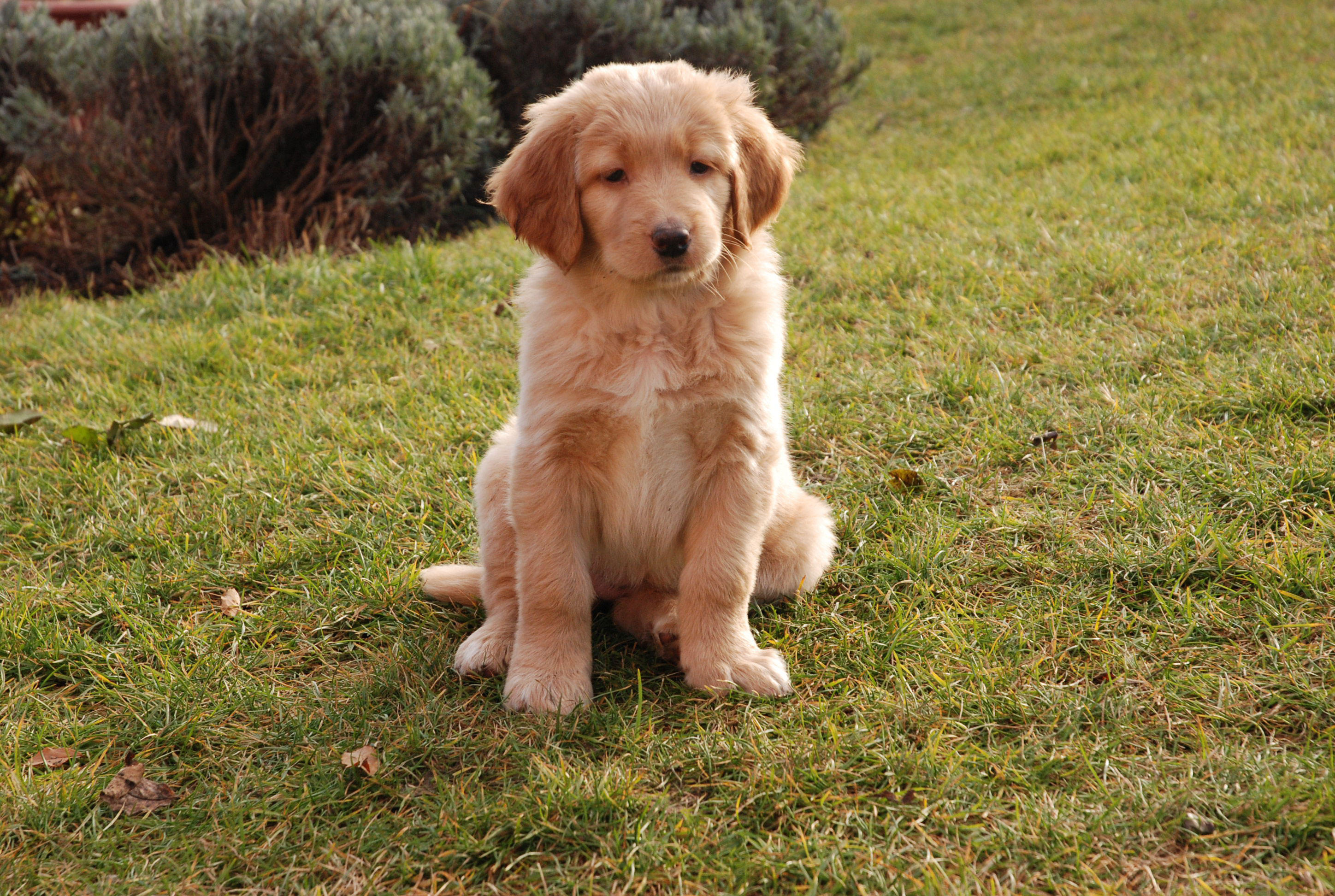 perro - cachorro Foto perro - cachorro