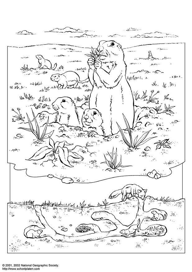 perro de la pradera Dibujo para colorear perro de la pradera