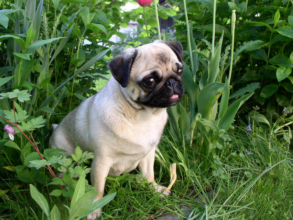 perro - perro carlino Foto perro - perro carlino