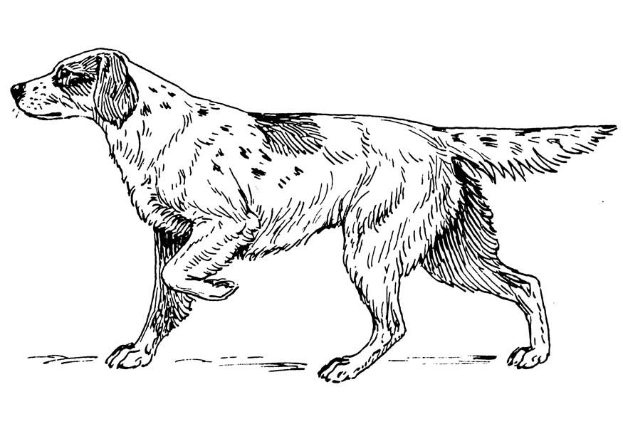 perro - setter Dibujo para colorear perro - setter