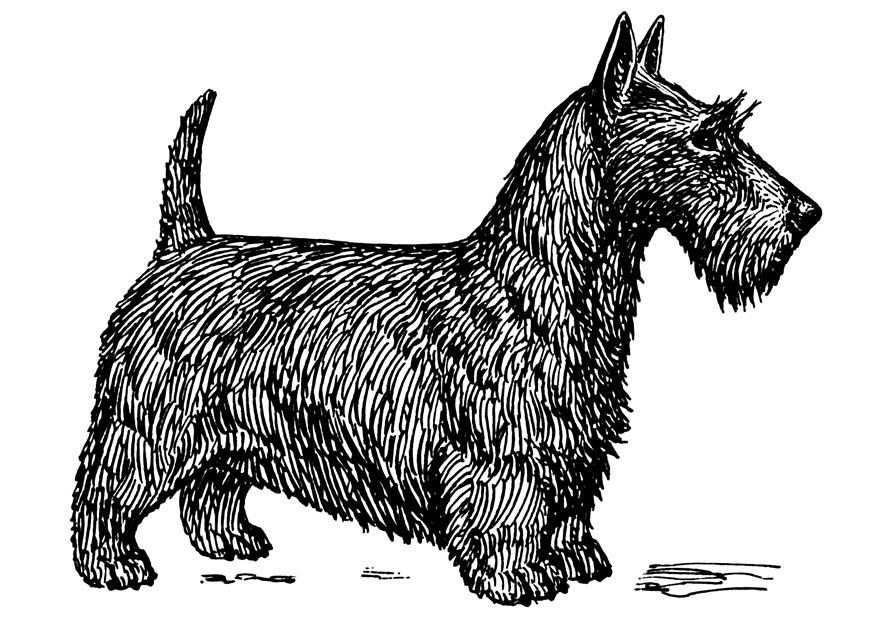 Dibujo para colorear perro - terrier escocA©s