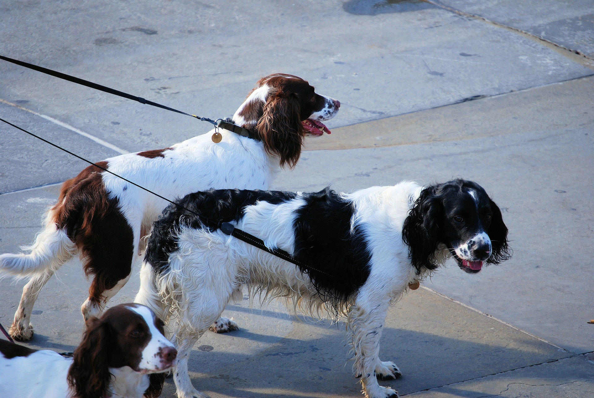 Foto perros con correa