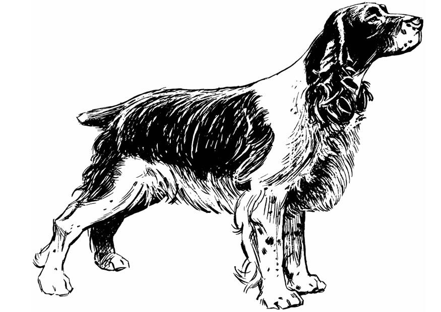 perrp - cocker spaniel Dibujo para colorear perrp - cocker spaniel