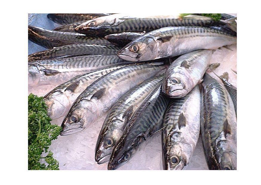 pescado - caballa Foto pescado - caballa