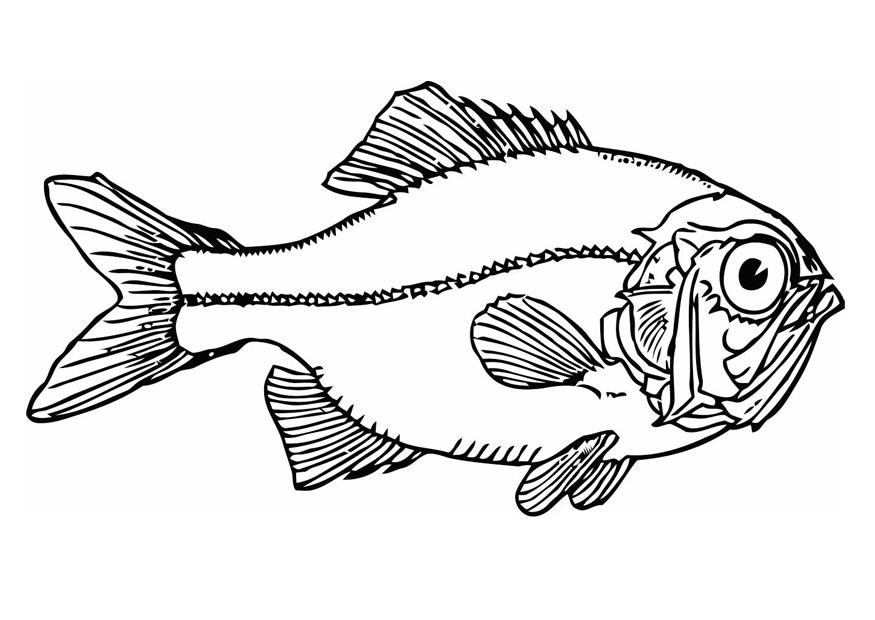 pez Dibujo para colorear pez