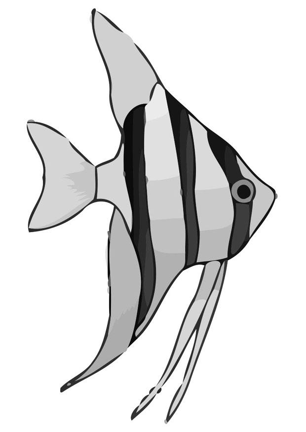 pez Dibujo para colorear pez