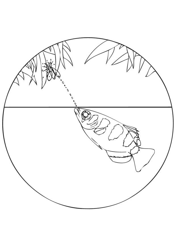 pez arquero Dibujo para colorear pez arquero