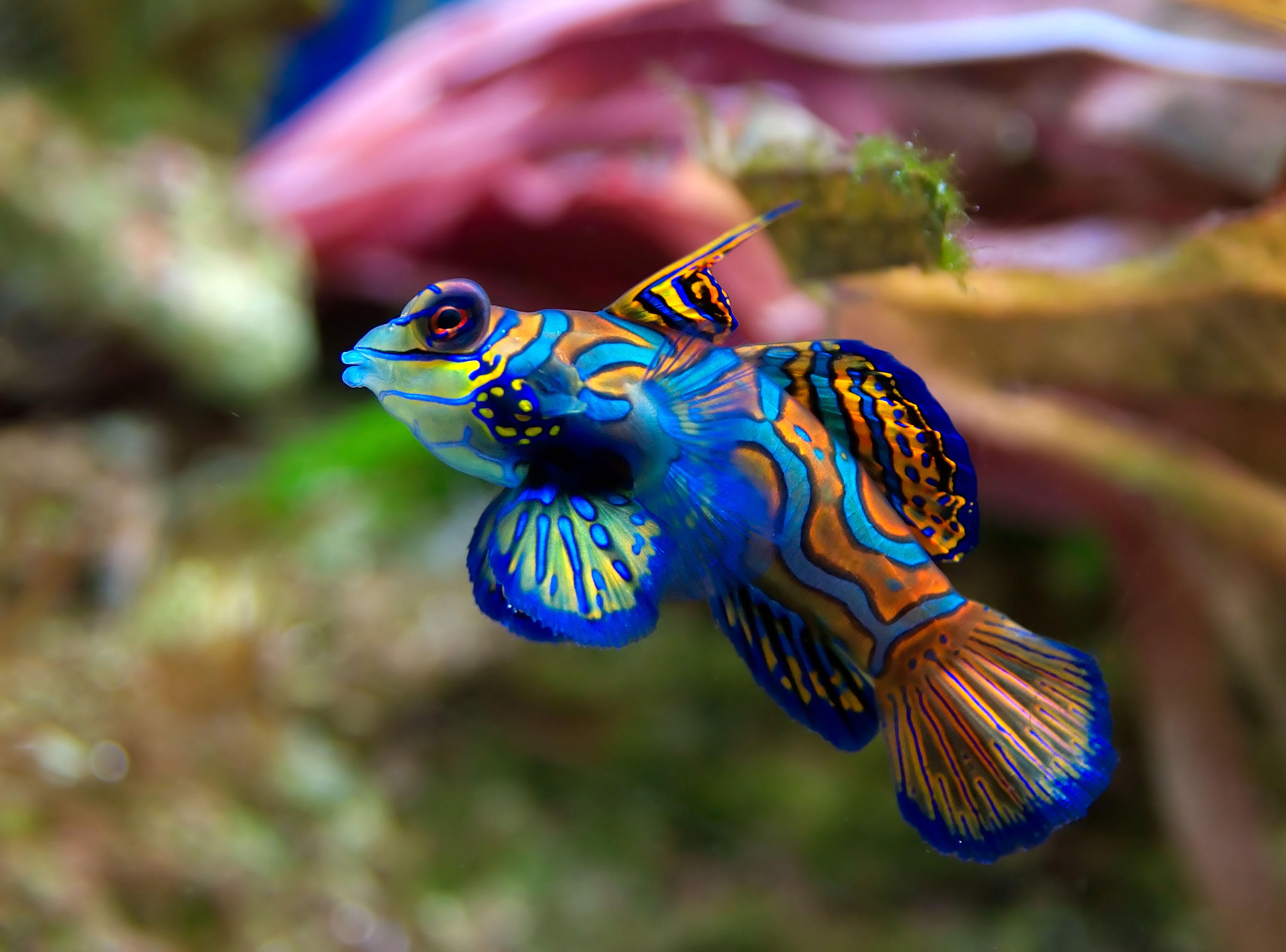 pez - synchiropus splendidus Foto pez - synchiropus splendidus