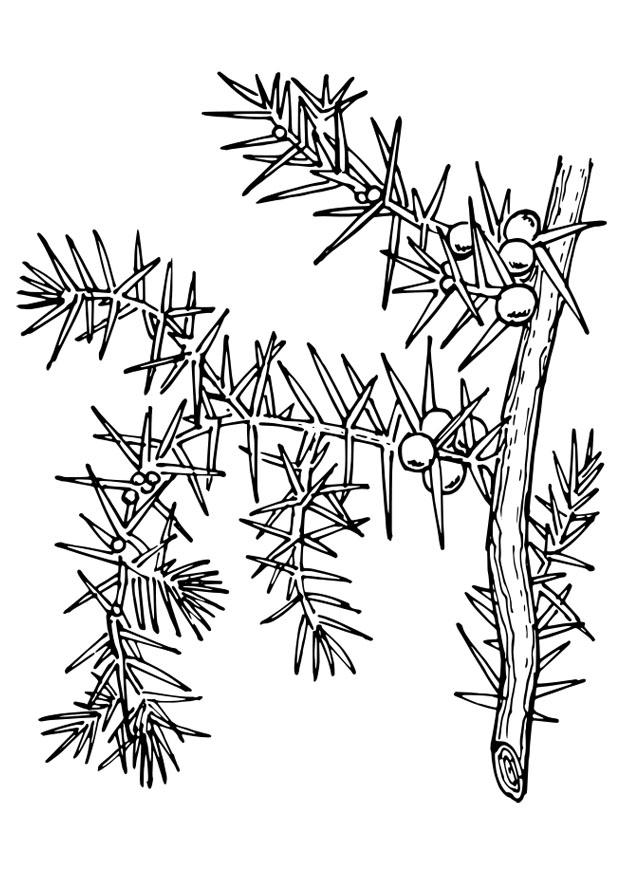planta Dibujo para colorear planta