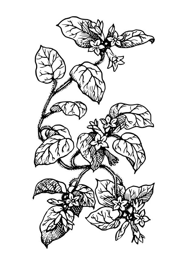 planta Dibujo para colorear planta