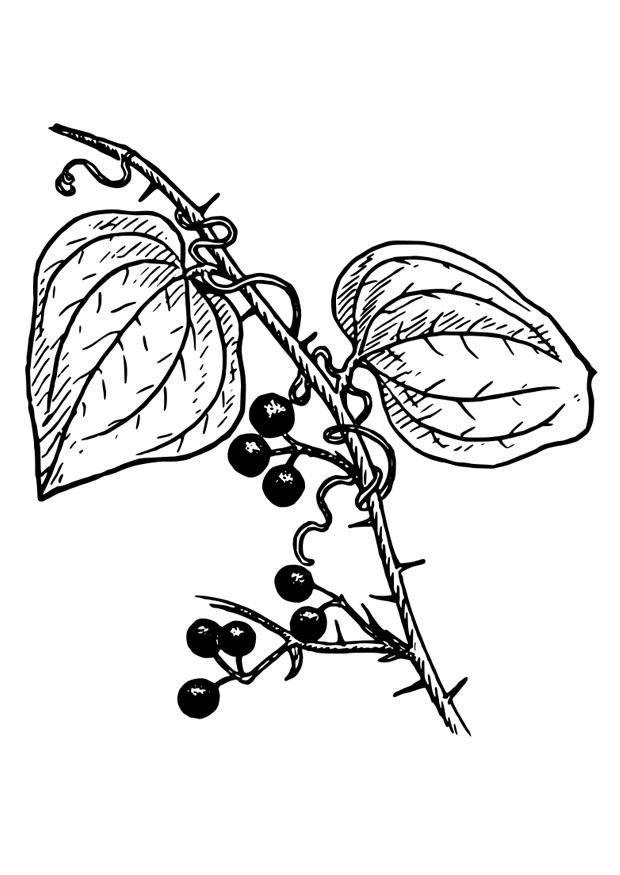 planta Dibujo para colorear planta