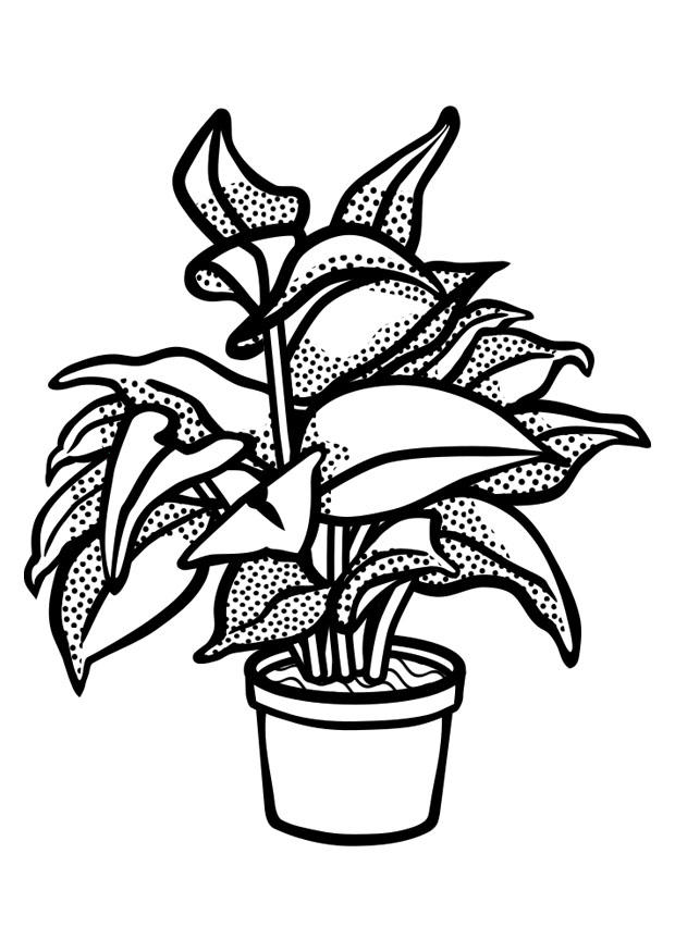 planta de interior Dibujo para colorear planta de interior