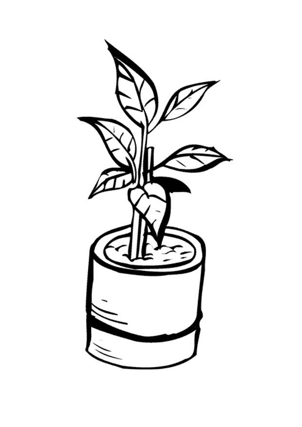 planta de tiesto Dibujo para colorear planta de tiesto
