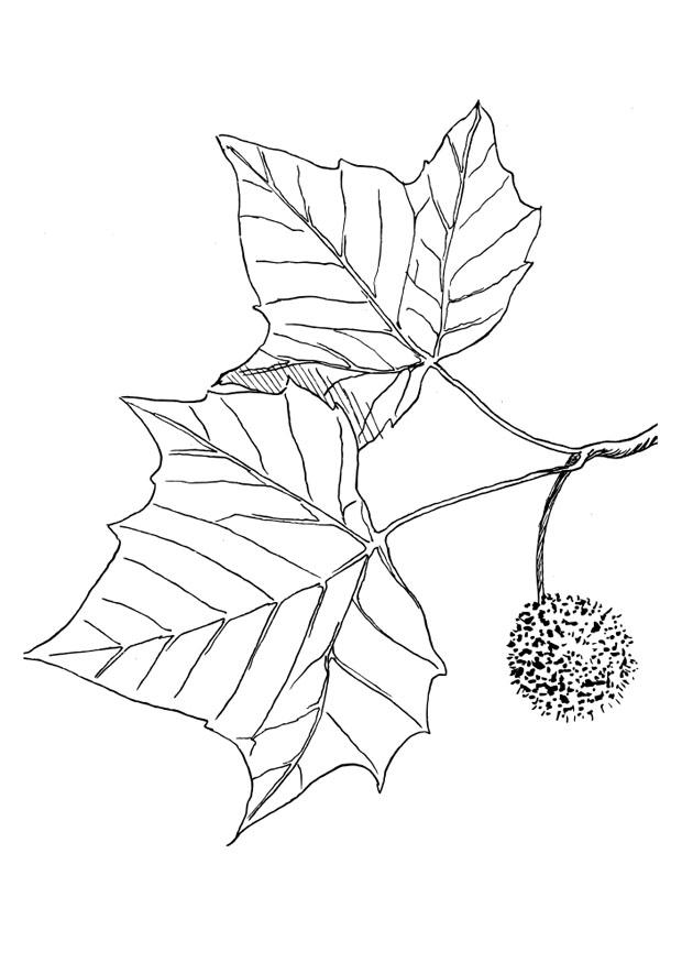 platanera Dibujo para colorear platanera