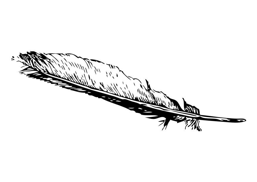 pluma Dibujo para colorear pluma