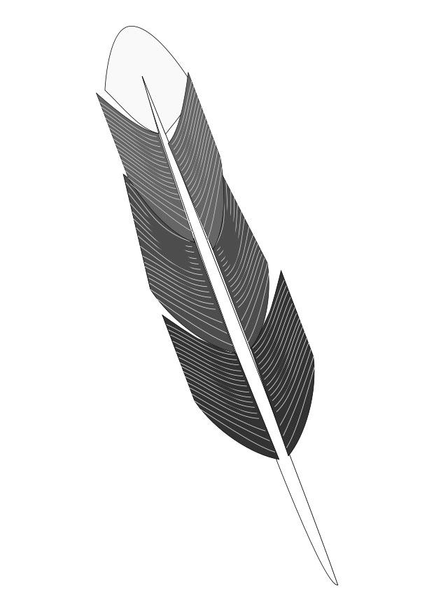 pluma Dibujo para colorear pluma