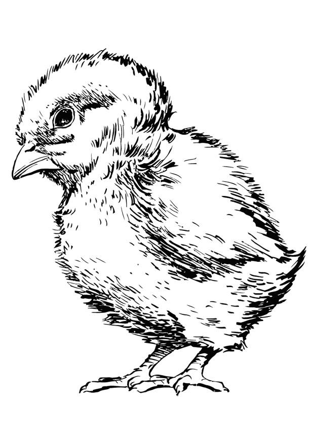 Dibujo para colorear pollito