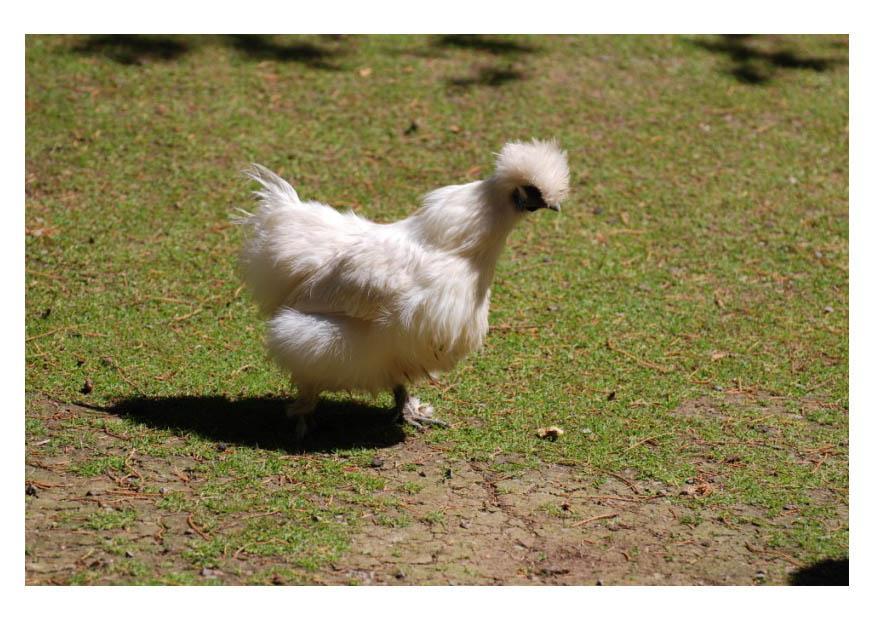 pollo Foto pollo