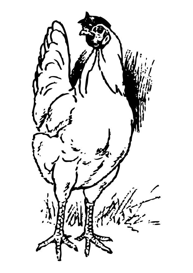 pollo Dibujo para colorear pollo
