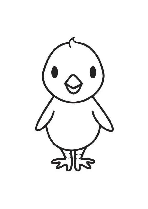 polluelo Dibujo para colorear polluelo