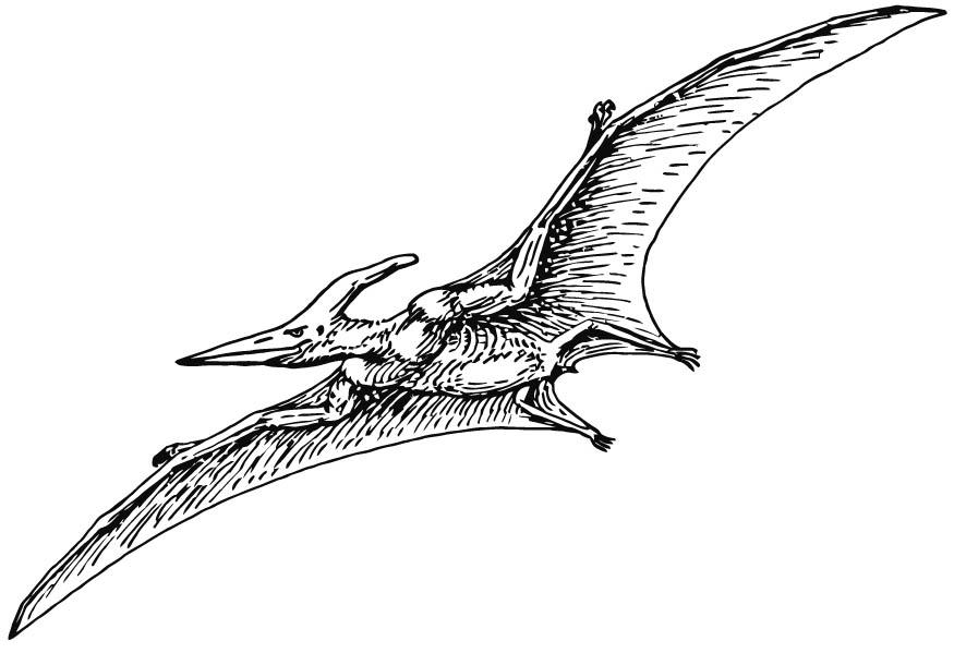 Dibujo para colorear pterodactylo