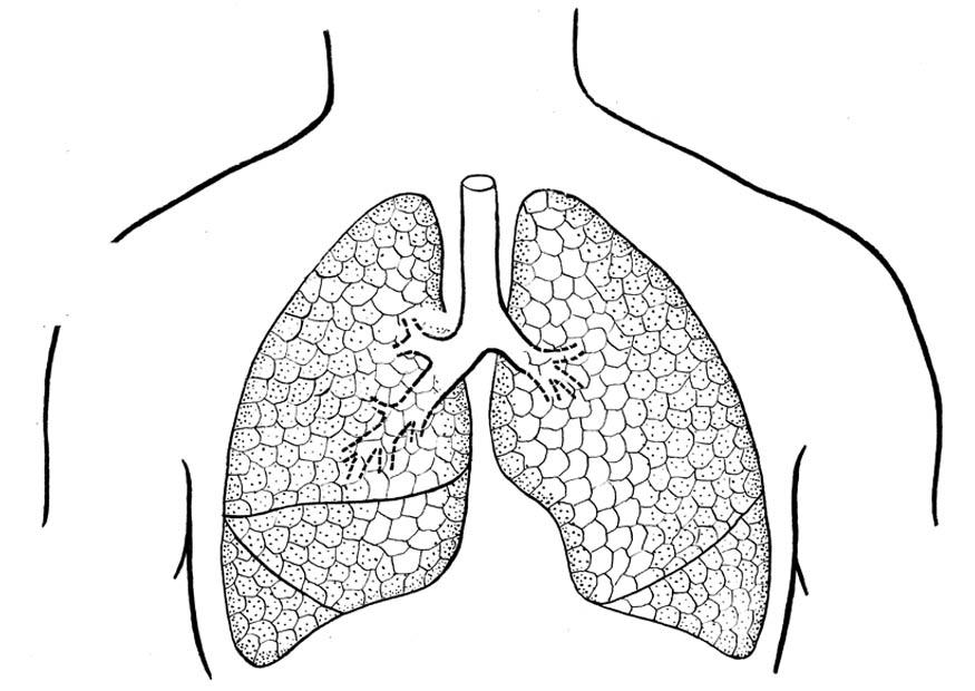 pulmones Dibujo para colorear pulmones