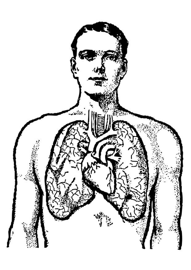pulmones Dibujo para colorear pulmones