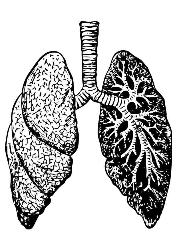 pulmones Dibujo para colorear pulmones