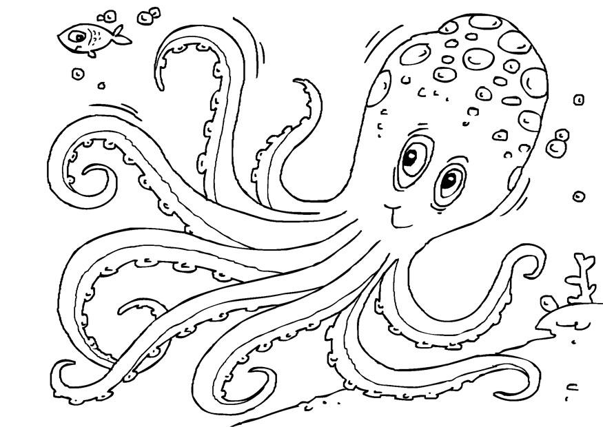 pulpo Dibujo para colorear pulpo