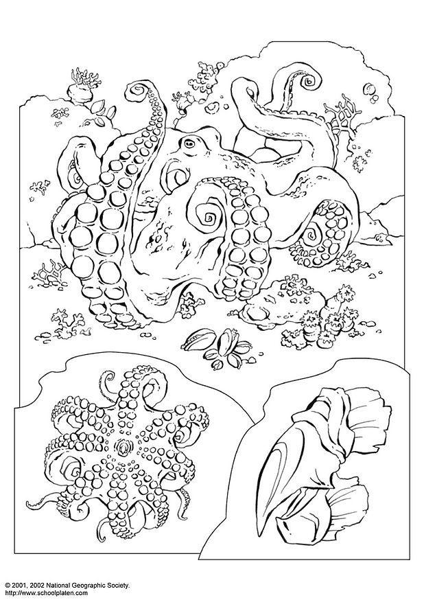 pulpo Dibujo para colorear pulpo