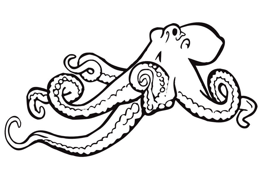 pulpo Dibujo para colorear pulpo