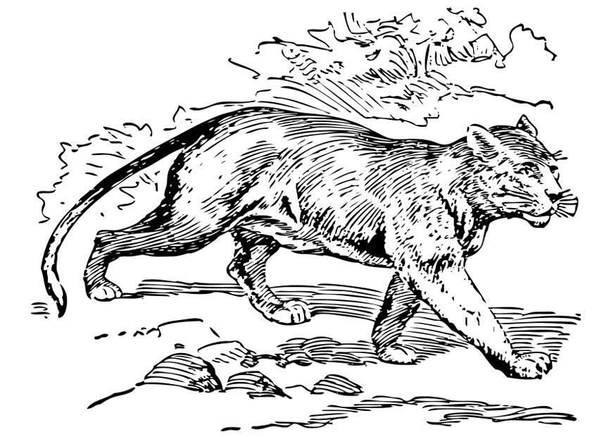 puma Dibujo para colorear puma