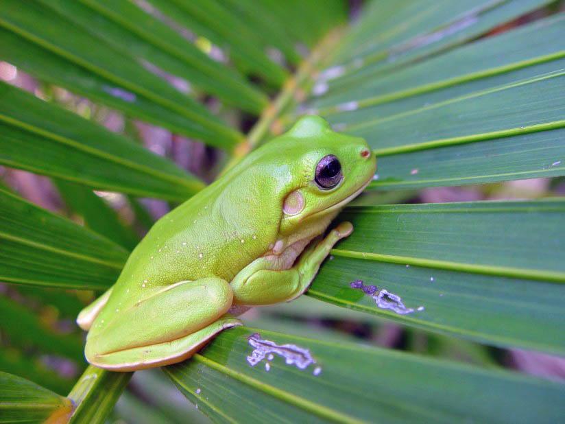 rana Foto rana