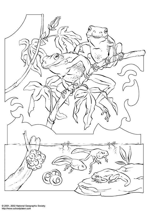 Dibujo para colorear rana de san antonio