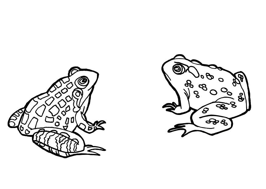 ranas Dibujo para colorear ranas