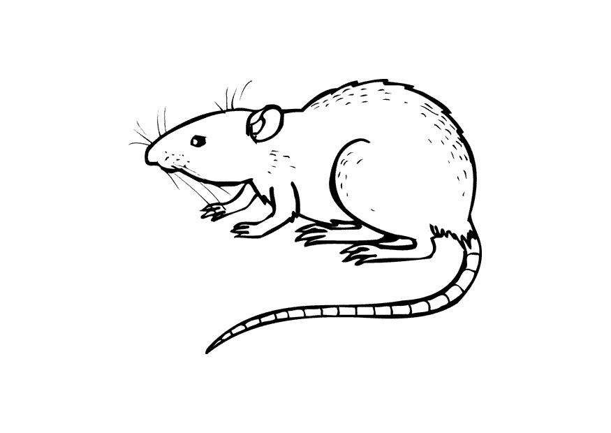 rata Dibujo para colorear rata